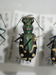 Cicindela decemnotata