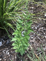Vitex negundo cannabifolia