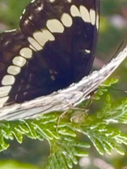 Limenitis weidemeyerii nevadae