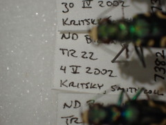 Cicindela decemnotata