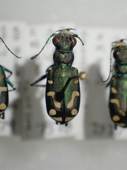Cicindela decemnotata