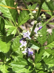 Vitex negundo cannabifolia