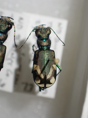 Cicindela decemnotata