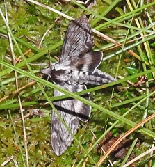 Sphinx poecila