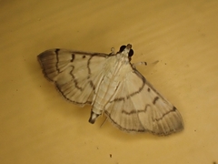 Herpetogramma theseusalis