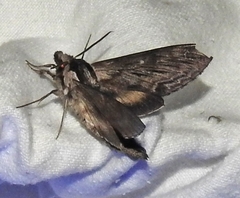 Sphinx poecila