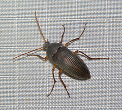 Androchirus erythropus
