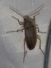 Androchirus erythropus