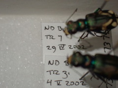 Cicindela decemnotata