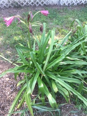 Crinum bulbispermum