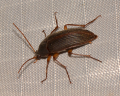 Androchirus erythropus