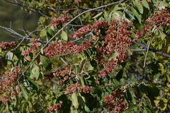 Combretum lanceolatum