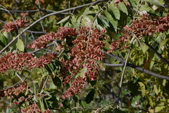 Combretum lanceolatum