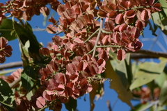 Combretum lanceolatum
