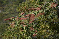 Combretum lanceolatum