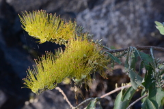 Combretum lanceolatum