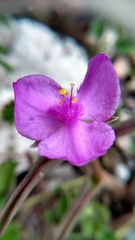 Tradescantieae