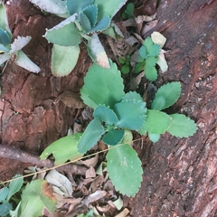 Kalanchoe laetivirens