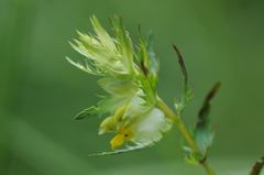 Rhinanthus glacialis