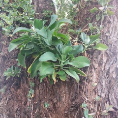 Kalanchoe laetivirens