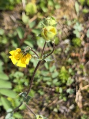 Potentilla arenosa