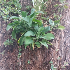 Kalanchoe laetivirens