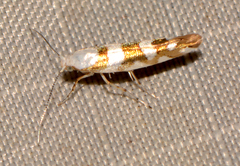 Argyresthia calliphanes