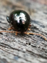 Apteropeda