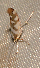 Argyresthia calliphanes