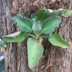 Kalanchoe laetivirens