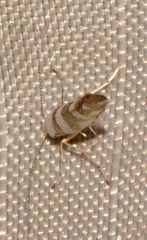 Argyresthia calliphanes