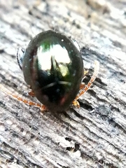 Apteropeda