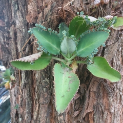 Kalanchoe laetivirens