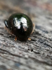 Apteropeda