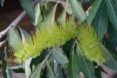 Combretum lanceolatum