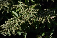 Combretum lanceolatum