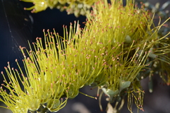 Combretum lanceolatum