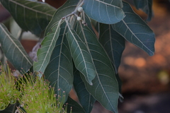 Combretum lanceolatum