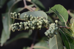Combretum lanceolatum