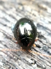Apteropeda