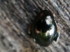 Apteropeda