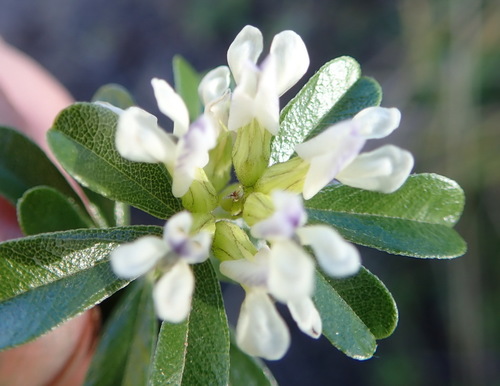 Image of Psoralea prodiens by (c) Nicola van Berkel, some rights reserved (CC BY-SA)