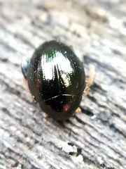 Apteropeda