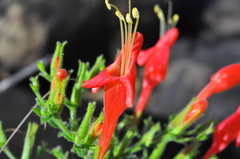 Ruellia asperula