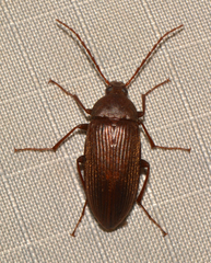 Capnochroa fuliginosa