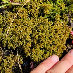 Sphagnum subsecundum