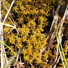 Sphagnum subsecundum