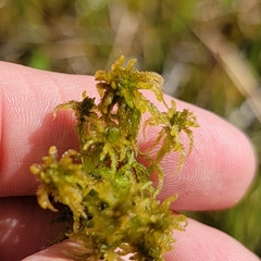 Sphagnum subsecundum