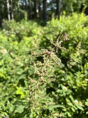 Urtica dioica