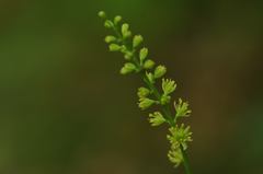 Tofieldia calyculata
